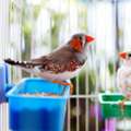 Buy Bird Feeding Accessories Online In Qatar | Royal Pet