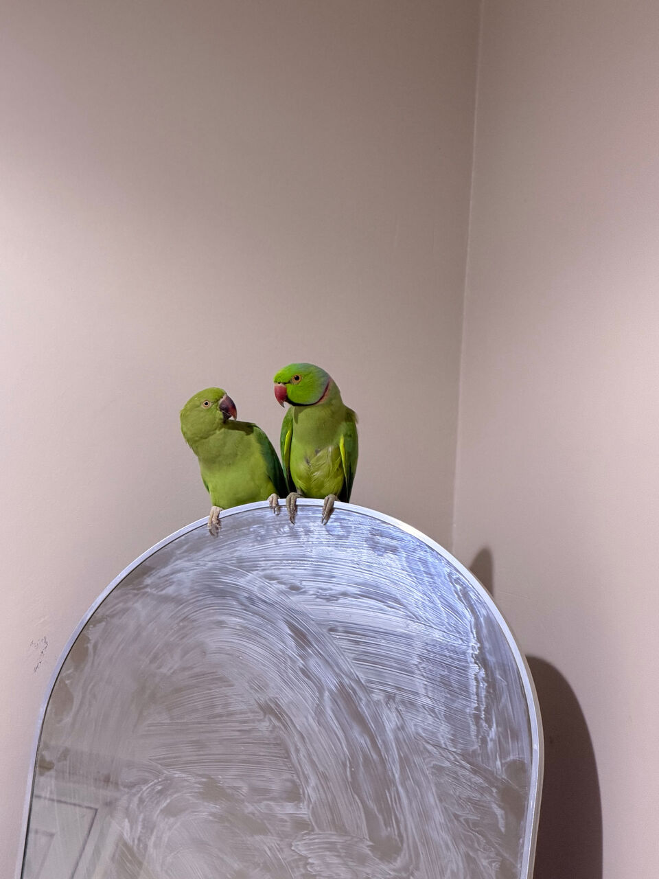 Riyadh, Pet Supplies, SAR 1400,  Indian Parrot For Sale