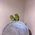 SAR 1400,  Indian Parrot For Sale