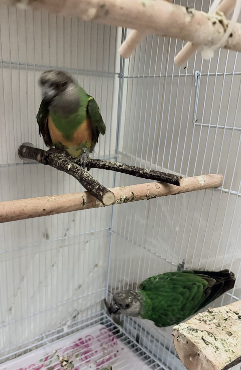 Jubail, Pet Supplies, SAR 1000,  Senegal Parrots With Cage