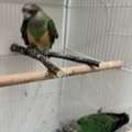 SAR 1000, Senegal Parrots With Cage