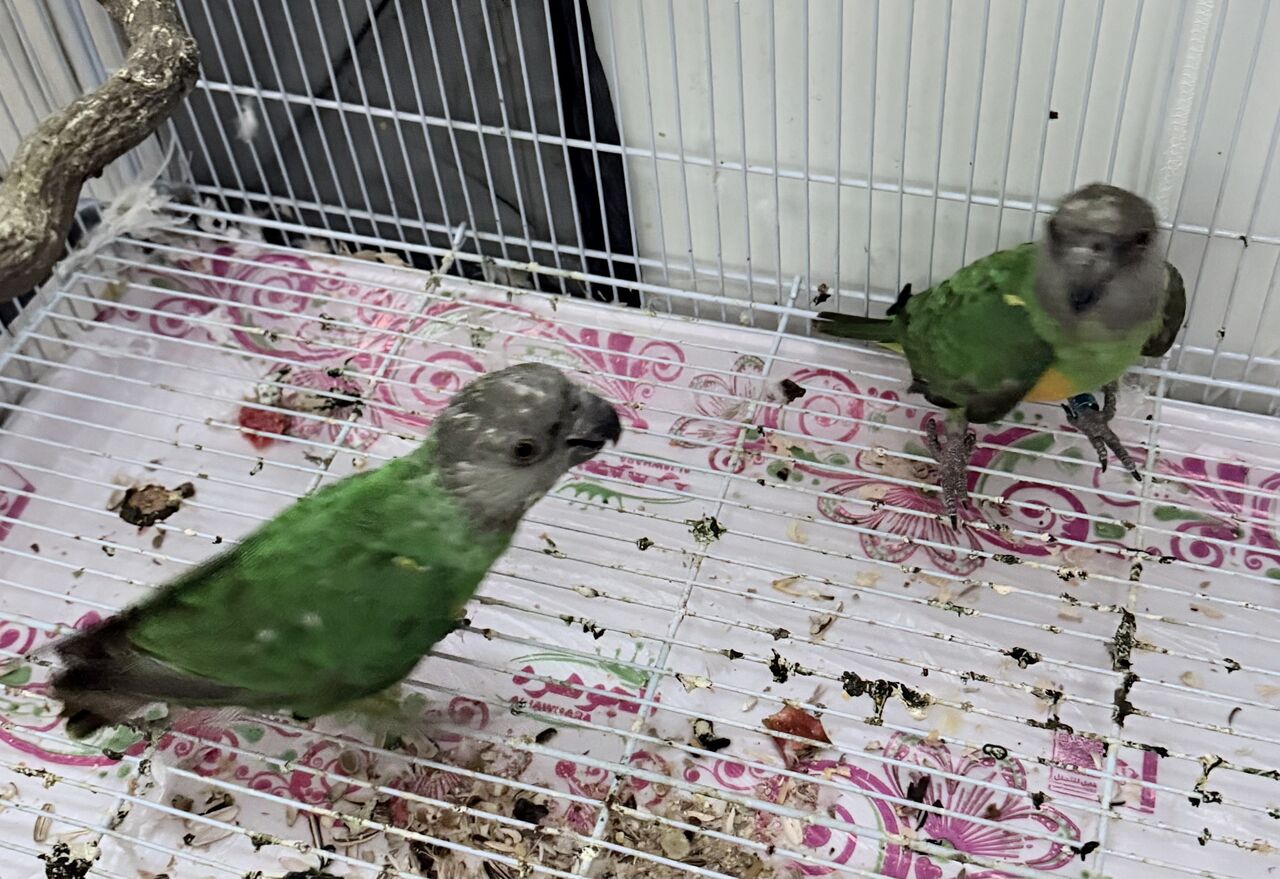 Jubail, Pet Supplies, SAR 1000,  Senegal Parrots With Cage