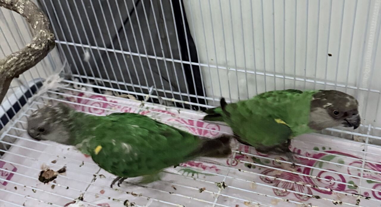Jubail, Pet Supplies, SAR 1000,  Senegal Parrots With Cage