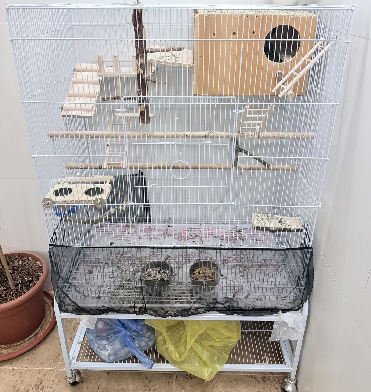 Jubail, Pet Supplies, SAR 1000,  Senegal Parrots With Cage