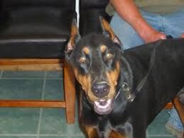 New York, Health, Expert Veterinary Surgery For Dogs And Cats