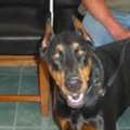 Expert Veterinary Surgery For Dogs And Cats