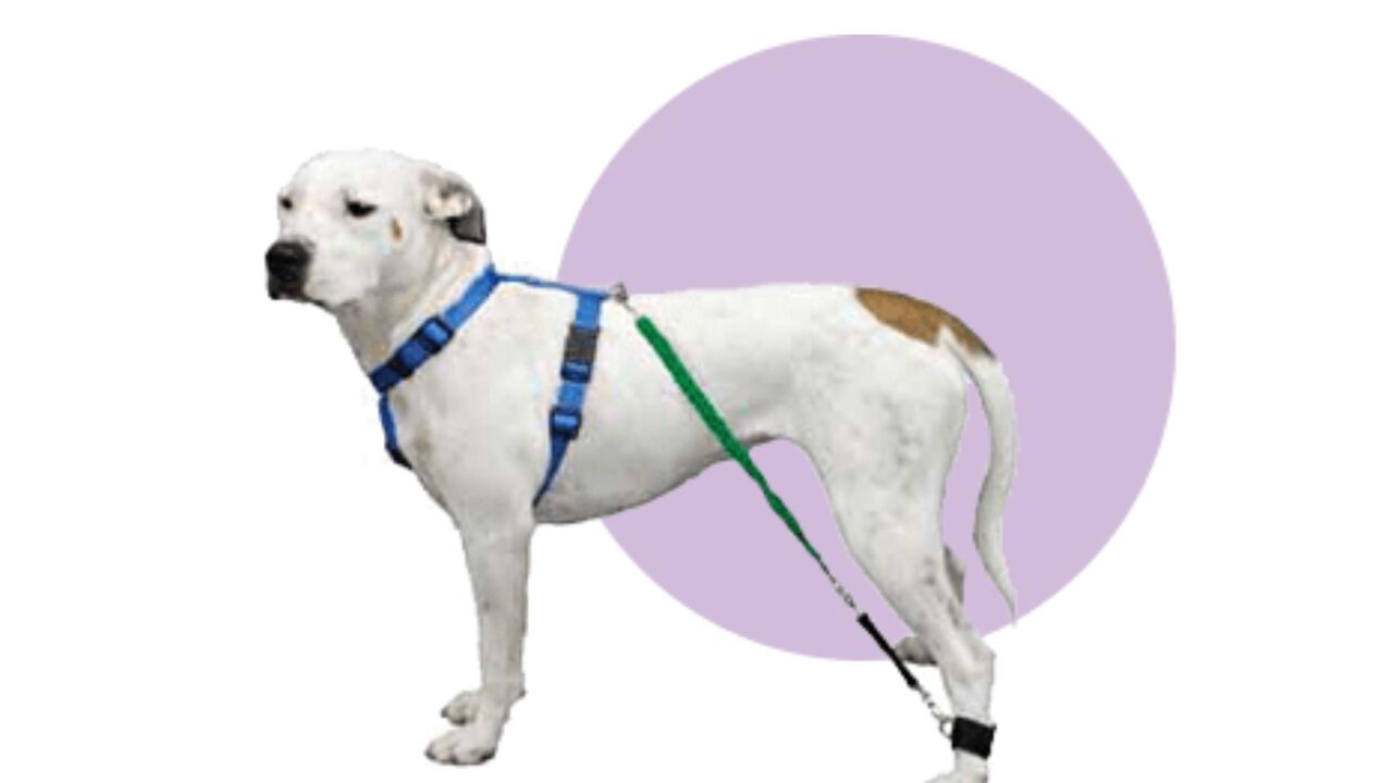 New York, Business, Dog Exercise Resistance Bands Supporting Canine Fitness