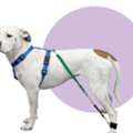 Dog Exercise Resistance Bands Supporting Canine Fitness