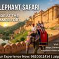 Relive Royal History With Amer Elephant Safari