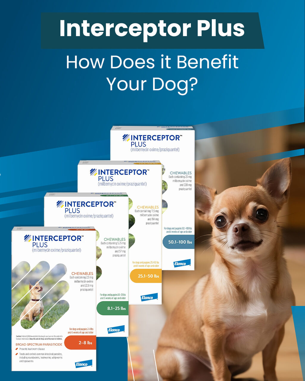New York, Pet Supplies, USD 27,  Get 20% OFF + Free Shipping | Interceptor Plus For Dogs | CanadaVetCare