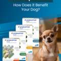 USD 27,  Get 20% OFF + Free Shipping | Interceptor Plus For Dogs | CanadaVetCare