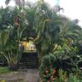 Explore Tropical St Kitts On An Island Paradise Tour
