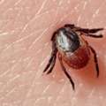 Natural Approaches For Lyme Disease Wellness And Care