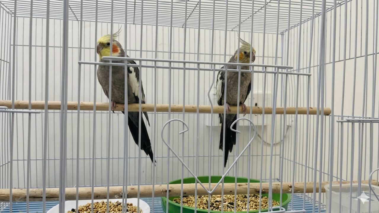 Al Malaz, Pet Supplies, SAR 450,  Cockatiel Pair