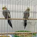 SAR 450,  Cockatiel Pair