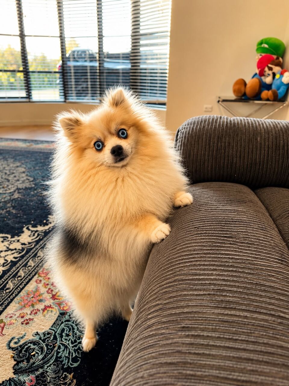 Sydney, Business, Pomeranian Dog Breeders For Adorable Companions