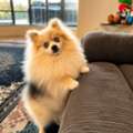 Pomeranian Dog Breeders For Adorable Companions