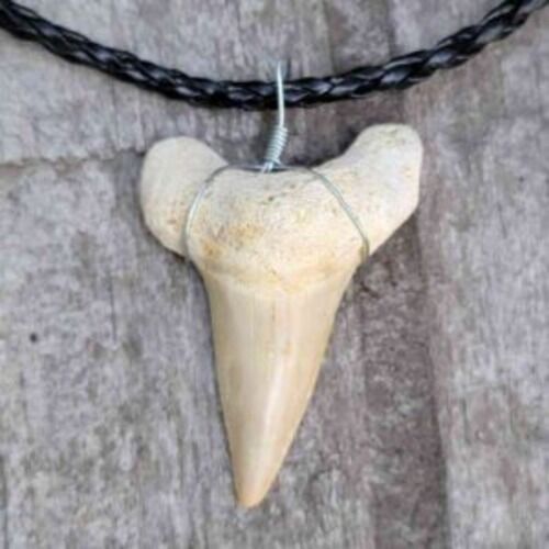New York, Jewelry, Shop Shark Tooth Necklace Designs For Every Style