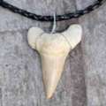 Shop Shark Tooth Necklace Designs For Every Style
