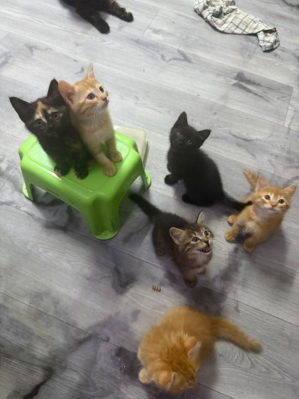 Jubail, Pet Adoption, CAT Adoption
