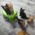 CAT Adoption
