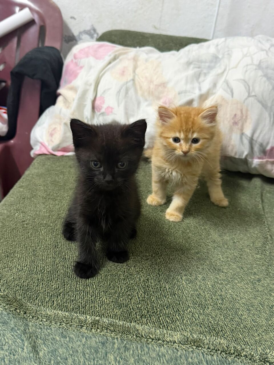 Jubail, Pet Adoption, CAT Adoption