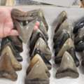 Find Genuine Shark Teeth For Your Collection