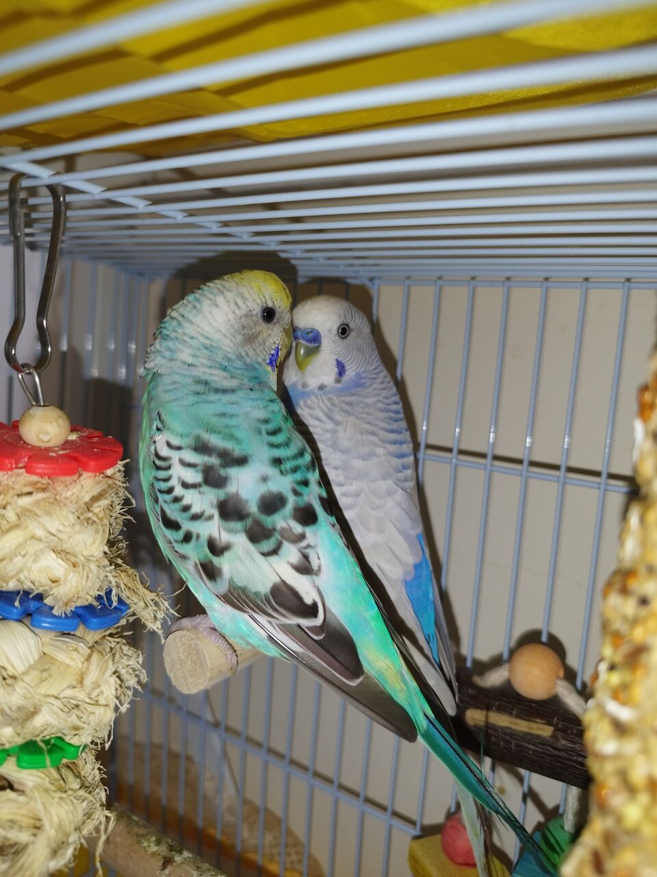 Jeddah, Pet Supplies, SAR 150,  Birds, Beautiful Budgie Pair For Sale