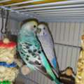 SAR 150,  Birds, Beautiful Budgie Pair For Sale