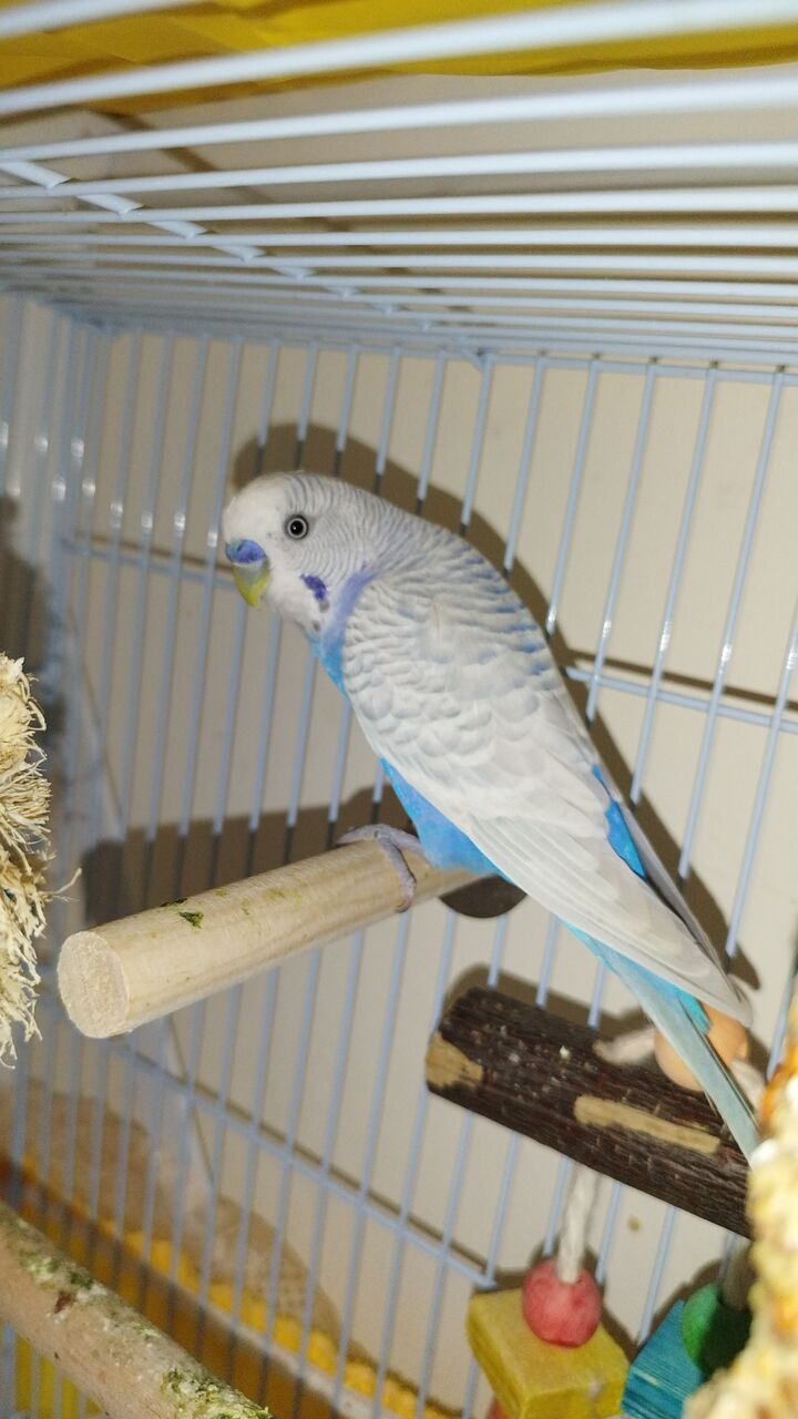 Jeddah, Pet Supplies, SAR 150,  Birds, Beautiful Budgie Pair For Sale
