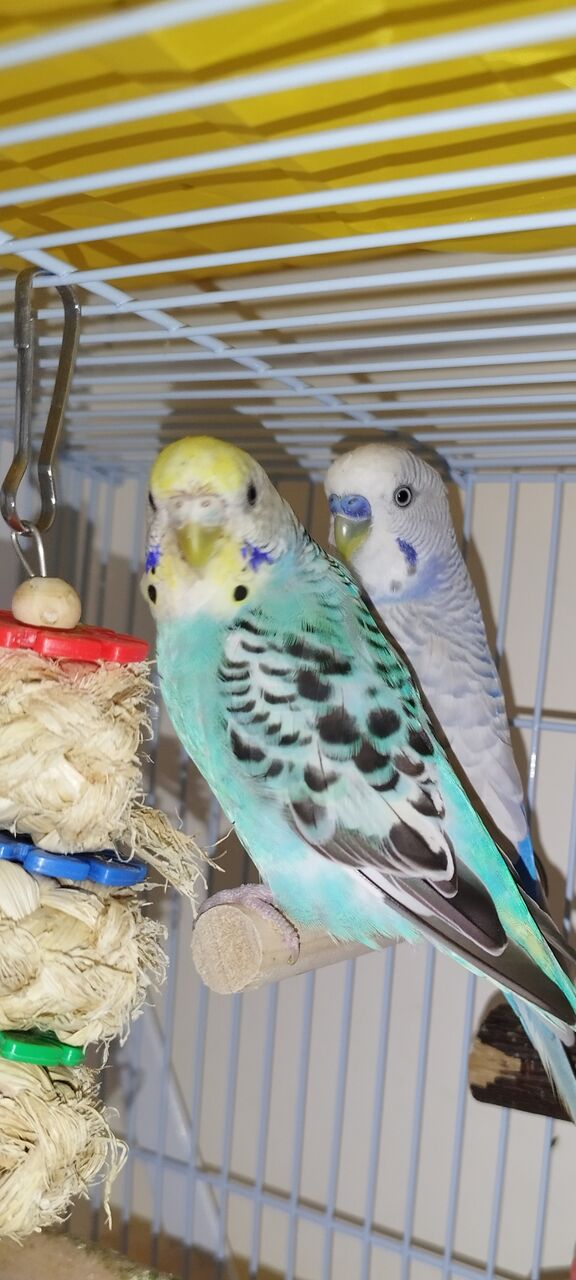 Jeddah, Pet Supplies, SAR 150,  Birds, Beautiful Budgie Pair For Sale