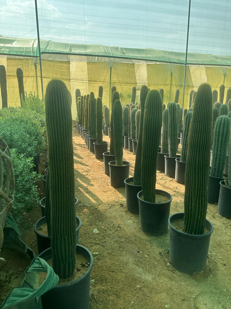 Riyadh, Farm/Garden, تنسيق الحدايق الرياض 🏕️ Green Garden Riyadh