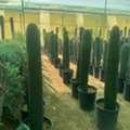 تنسيق الحدايق الرياض 🏕️ Green Garden Riyadh