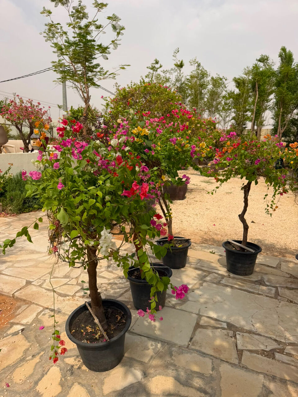 Riyadh, Farm/Garden, تنسيق الحدايق الرياض 🏕️ Green Garden Riyadh