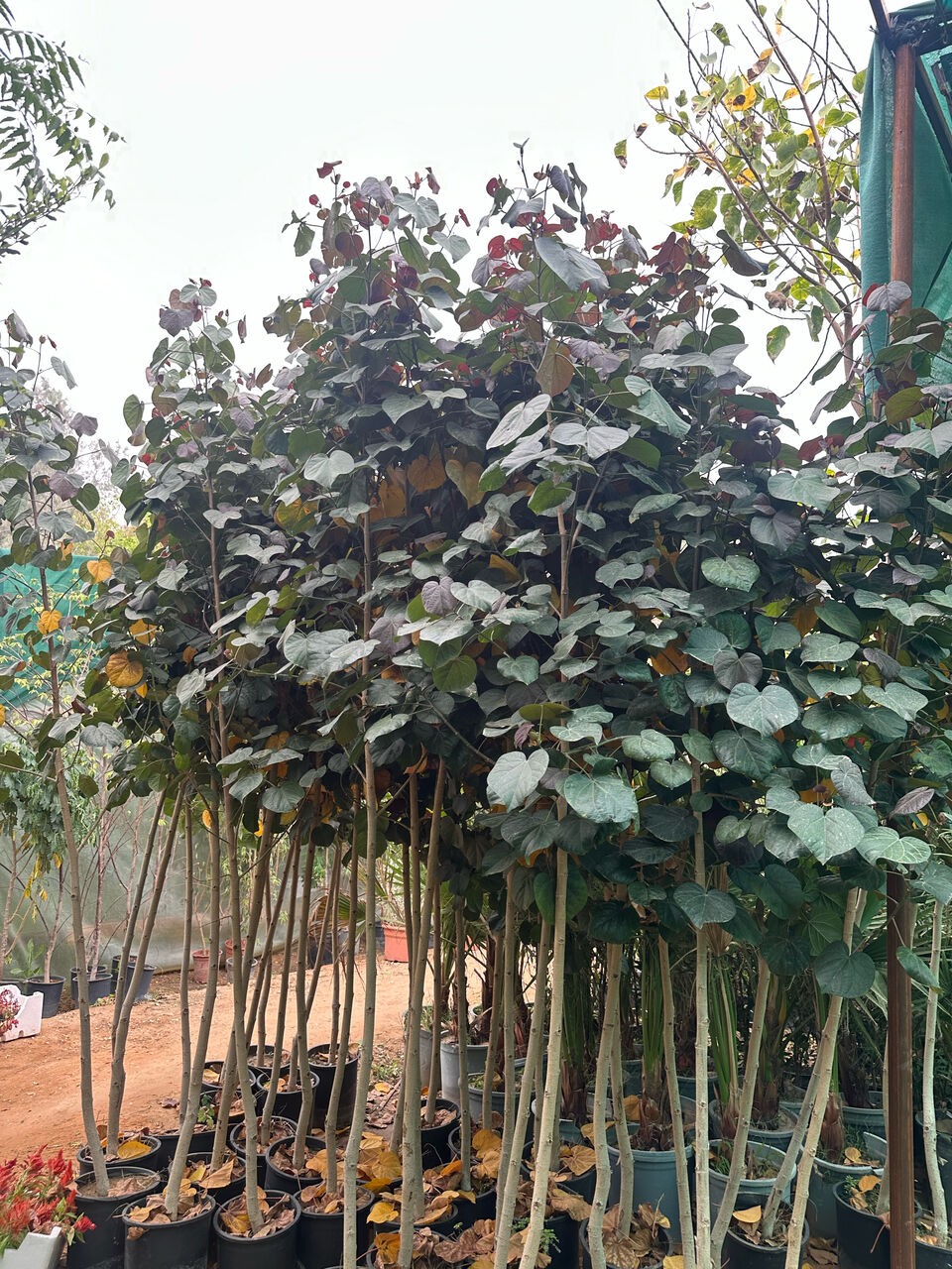 Riyadh, Farm/Garden, تنسيق الحدايق الرياض 🏕️ Green Garden Riyadh