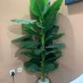SAR 150,  Artificial Flowers For Sale Big Size