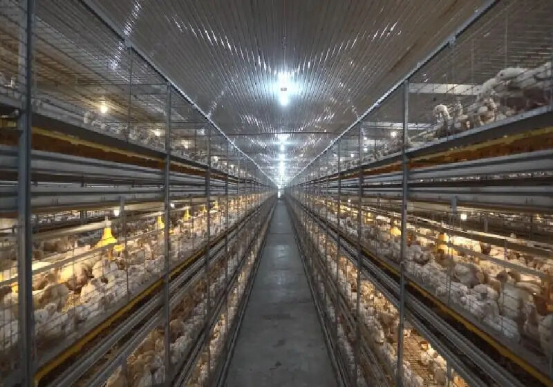 Mumbai, Business, Broiler Cage Manufacturers In India | Advanced Poultry Systems &ndash; Gartech