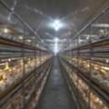 Broiler Cage Manufacturers In India | Advanced Poultry Systems &ndash; Gartech