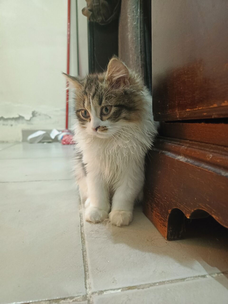 Riyadh, Pet Adoption, 4 Months Kittens For Adoption For Free