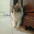 4 Months Kittens For Adoption For Free