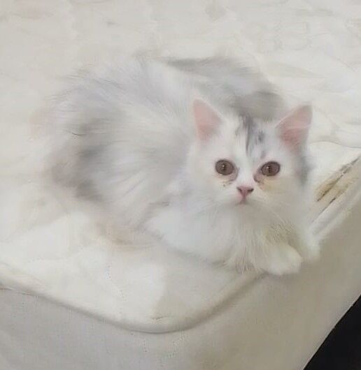 Riyadh, Pet Adoption, 4 Months Kittens For Adoption For Free