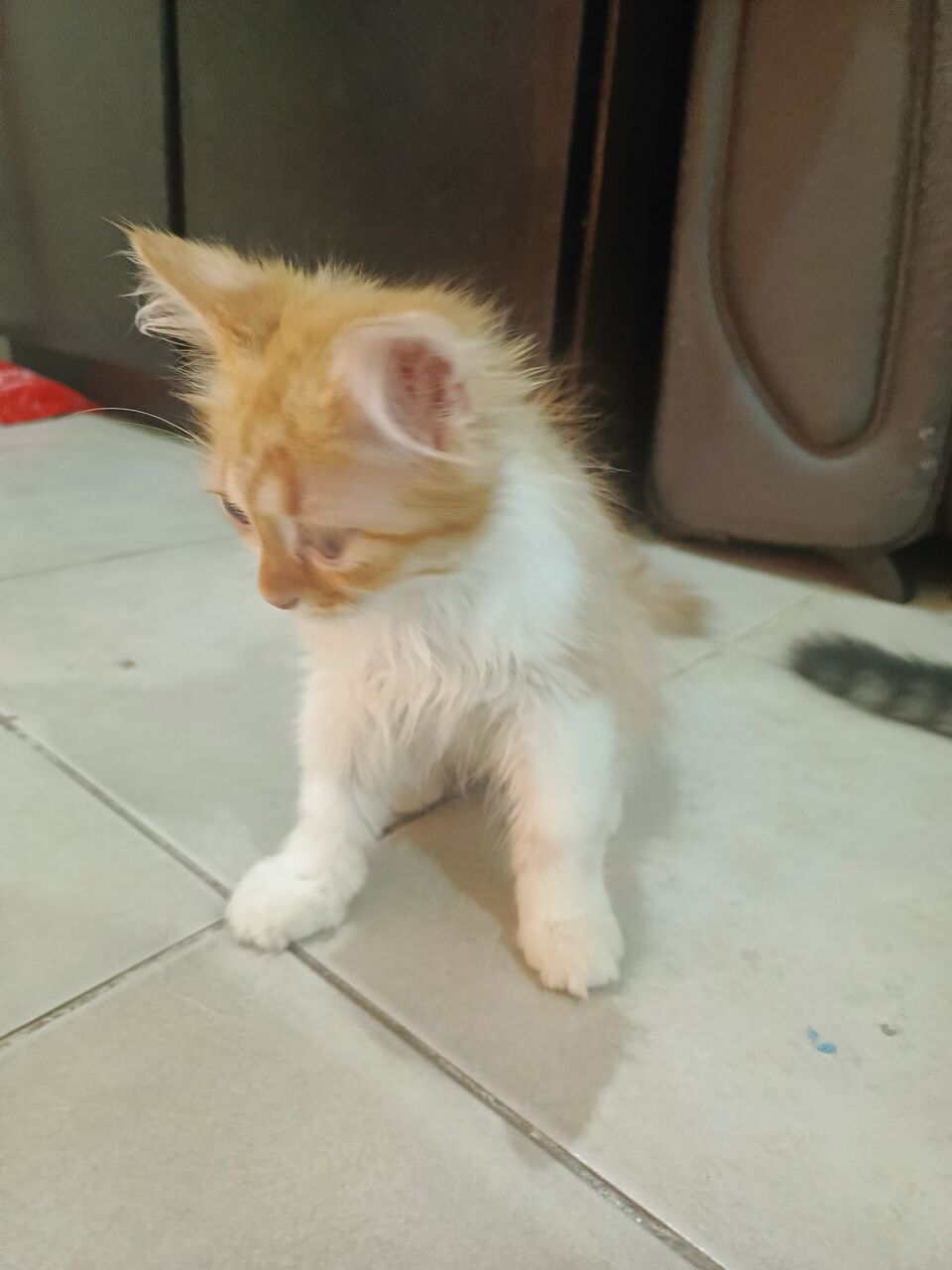 Riyadh, Pet Adoption, 4 Months Kittens For Adoption For Free