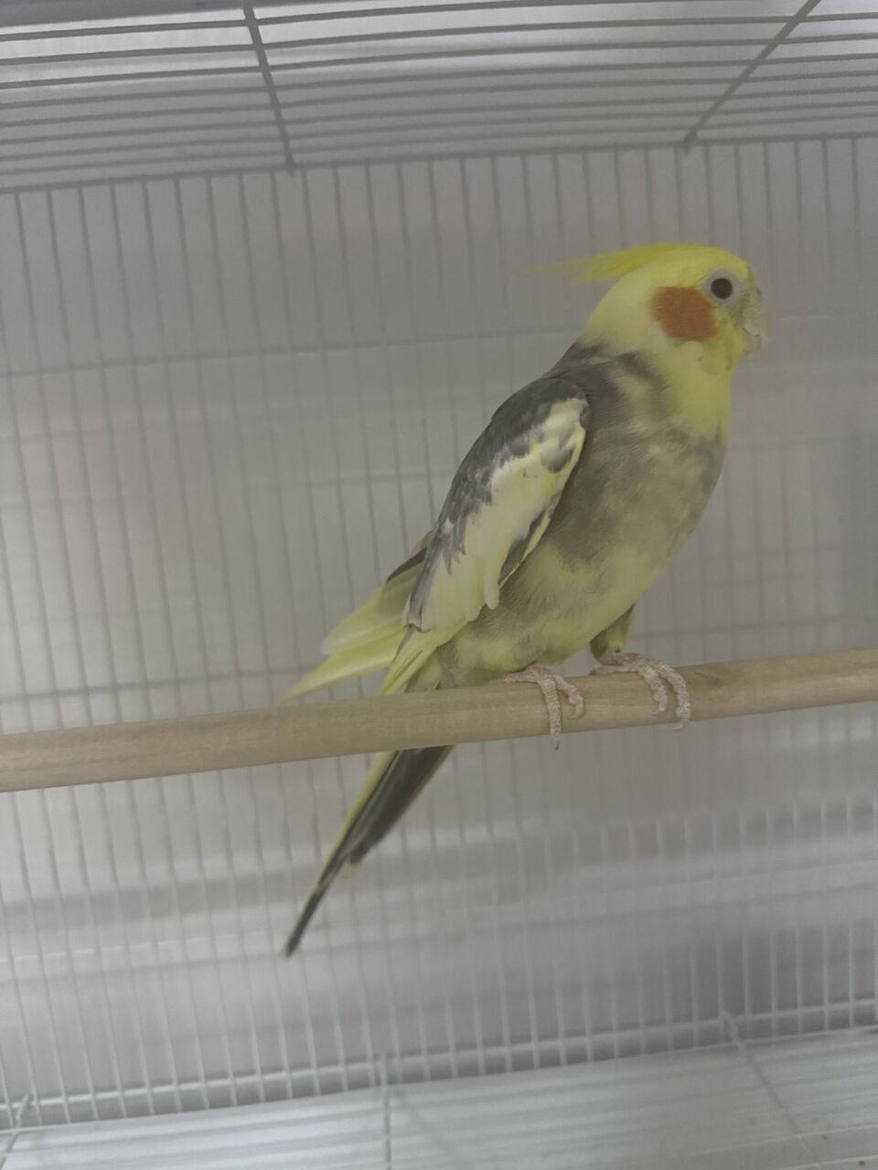 Al Adama, Pet Supplies, SAR 300,  FEMALE COCKTAIL FOR SALE!!!