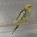 SAR 300,  FEMALE COCKTAIL FOR SALE!!!