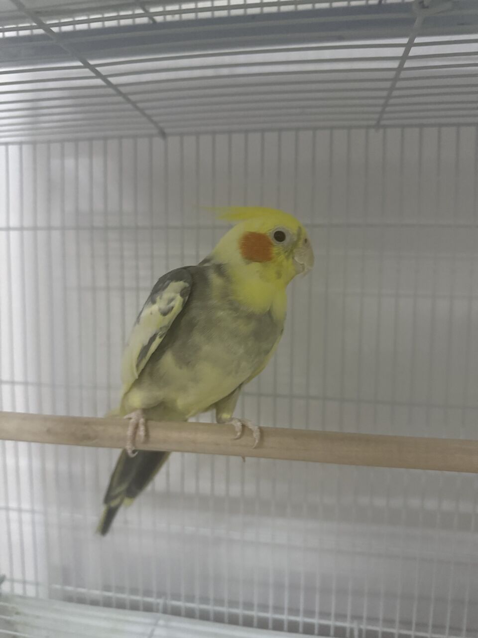 Al Adama, Pet Supplies, SAR 300,  FEMALE COCKTAIL FOR SALE!!!