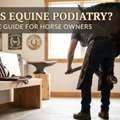 Professional Horseshoeing & Farrier Services | Northern Indiana