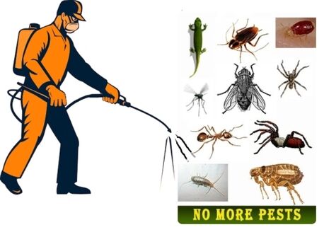 Dhahran, Pest Control, ★☆★MOVERS PEST CONTROL SOLUTION, CLEANING  AND FUMIGATION  SERVICES■■0551045476