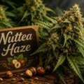 151, Nuttea Haze – Découvrez Son Profil