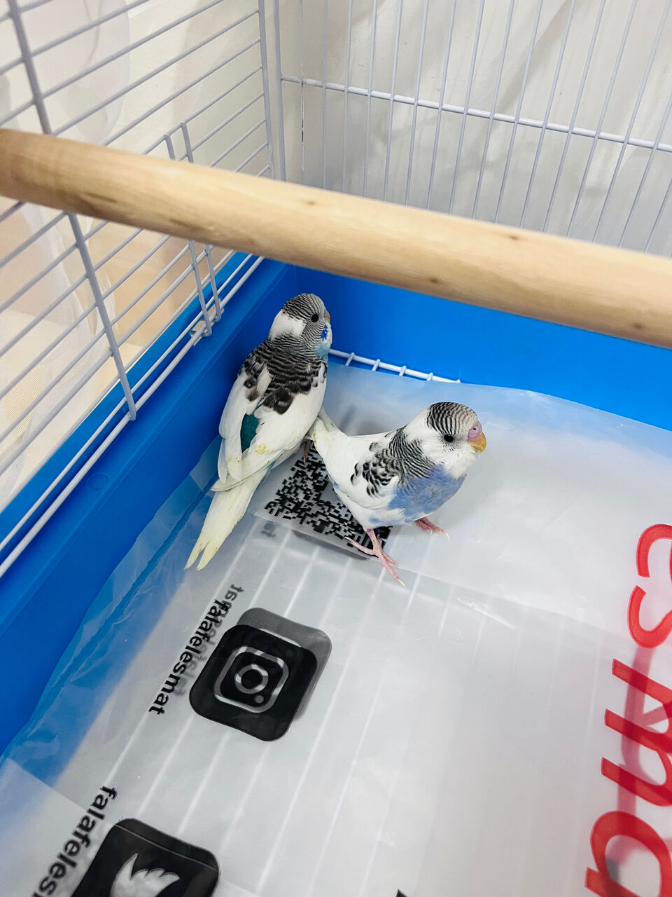 Olaya, Pet Supplies, SAR 220,  BEAUTIFUL & HEALTHY BUDGIES FOR SALE &ndash; RIYADH