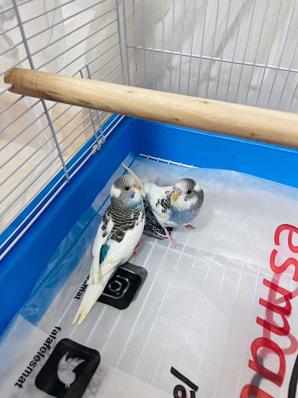 Olaya, Pet Supplies, SAR 220,  BEAUTIFUL & HEALTHY BUDGIES FOR SALE &ndash; RIYADH